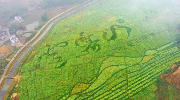 云雾山美丽花海，发展乡村旅游